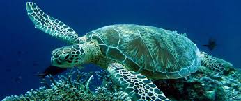 Η θαλάσσια χελώνα καρέτα-καρέτα | Omilo