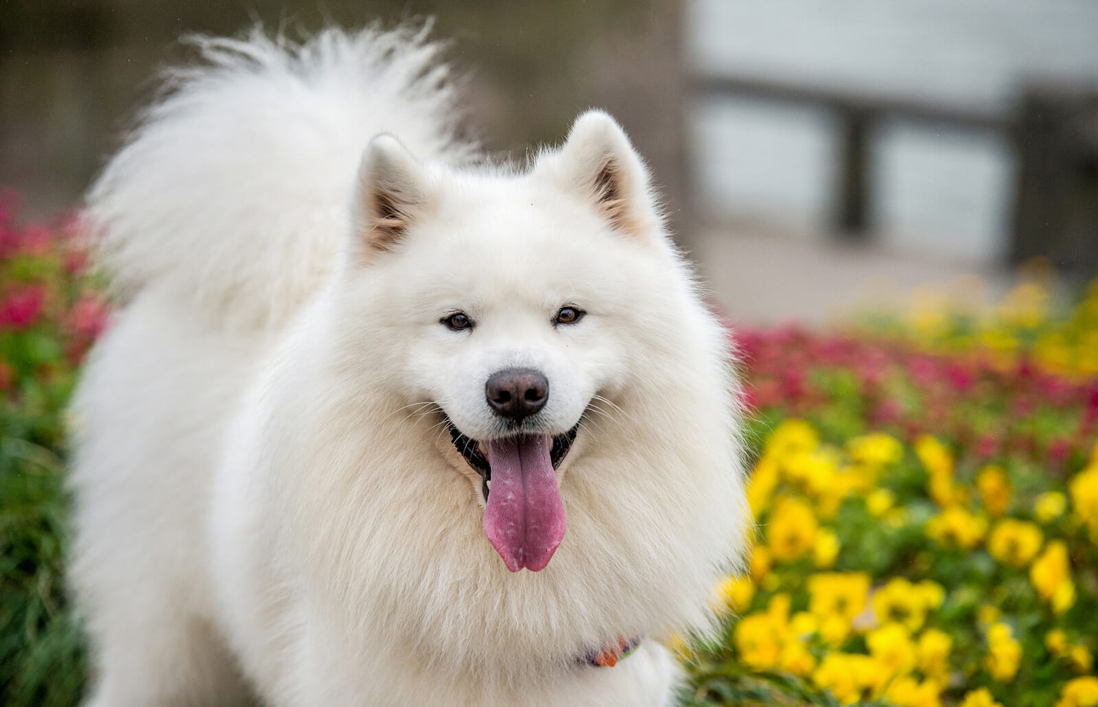 Samarpit Dog Μερικές ράτσες σκύλων!🐶 | Andriana's blog