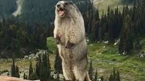 Η μέρα της μαρμότας Η μέρα της μαρμότας