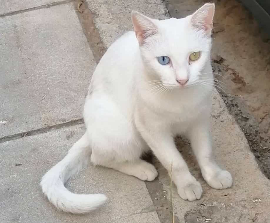 α Τάξη Δημοτικού