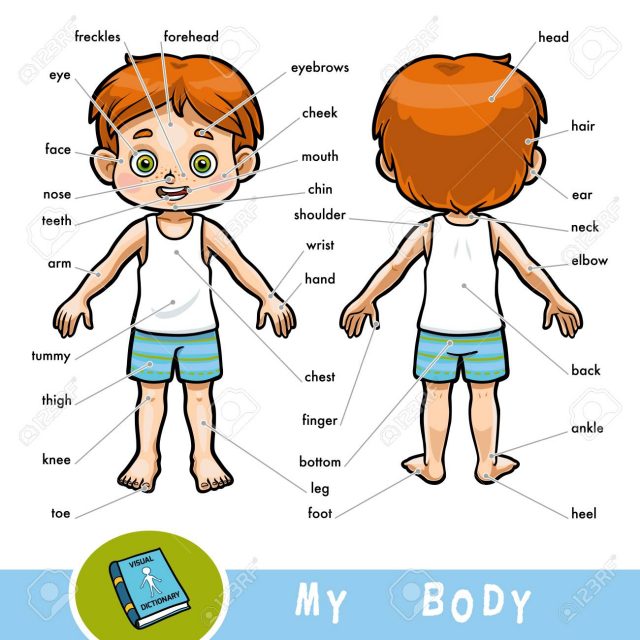 -. body parts – Αγγλικά έκτης δημοτικού 11ου Δημοτικού Σχολείου Χαλκίδας