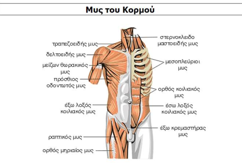 ΜΥΣ ΤΟΥ ΚΟΡΜΟΥ ΠΡΟΣΘΙΑ ΟΨΗ