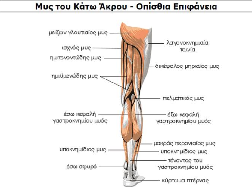 ΜΥΣ ΠΟΔΙΟΥ ΠΙΣΩ ΟΨΗ