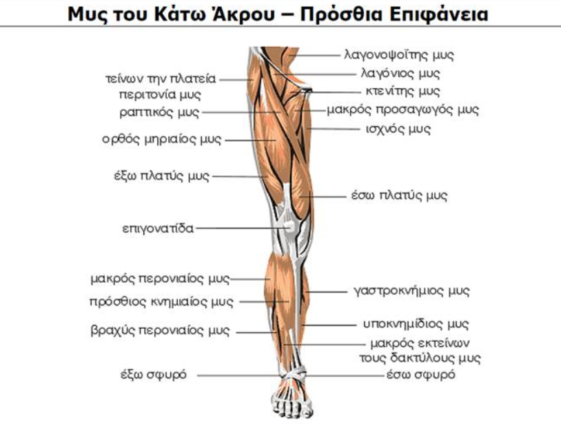 ΜΥΣ ΠΟΔΙΟΥ ΠΡΟΣΘΙΑ ΟΨΗ