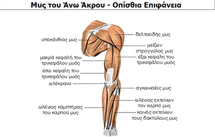 ΜΥΣ ΧΕΡΙΟΥ ΠΙΣΩ ΟΨΗ