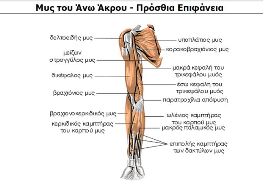 ΜΥΣ ΤΟΥΧΕΡΙΟΥ ΠΡΟΣΘΙΑ ΟΨΗ