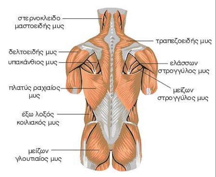 ΜΥΣ ΤΟΥ ΚΟΡΜΟΥ ΠΙΣΩ ΟΨΗ