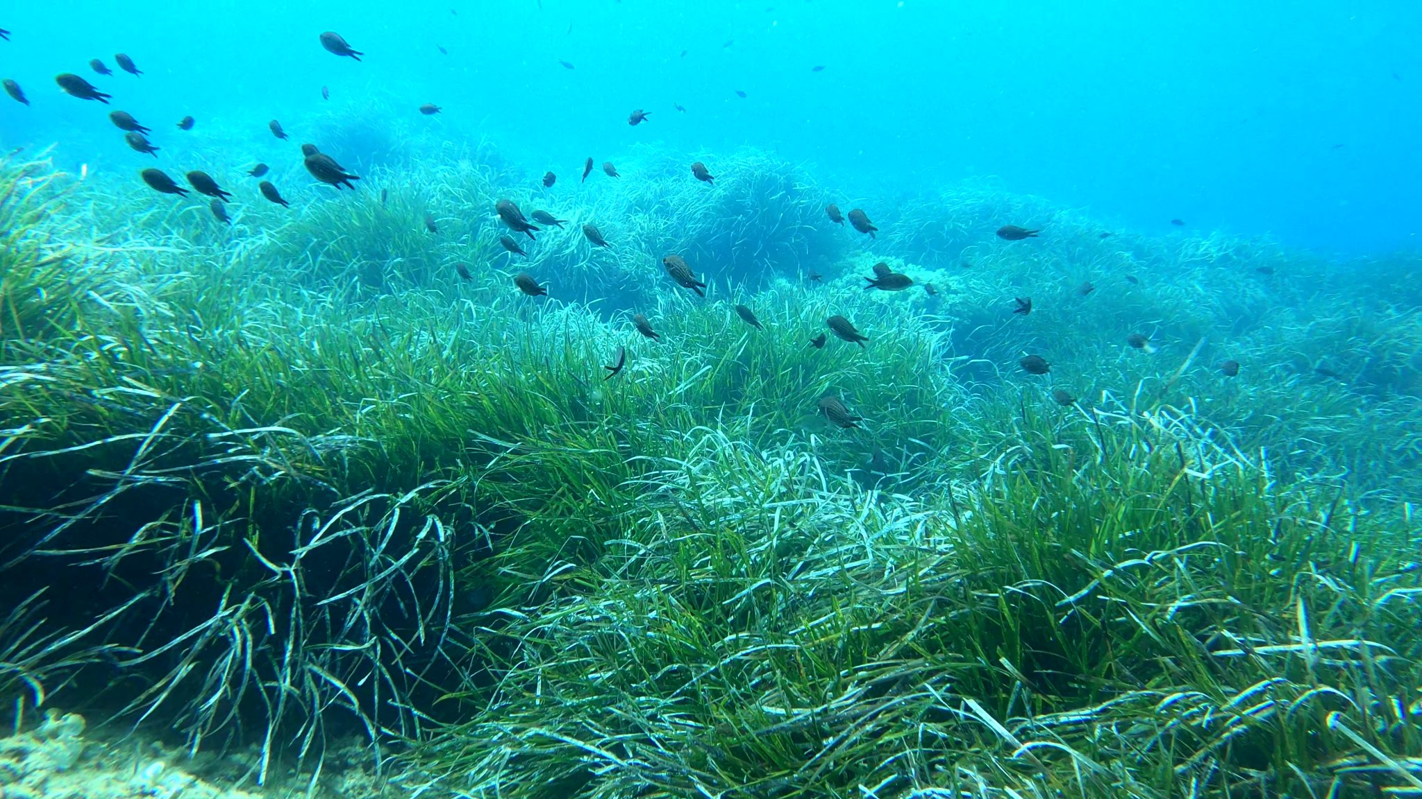 Plants in the sea – Class B – 1st Experimental Primary School of ...