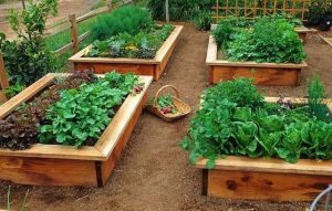 Υπερυψωμένα Παρτέρια … Για Τον Λαχανόκηπό Μας !