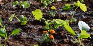 Καλλιέργεια Λαχανικών Στο Σπίτι …. Γιατί ;