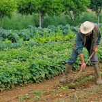 Φύτευσα….. Και Τώρα Τι Έχω Να Κάνω ;