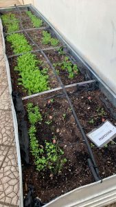 Πρόοδος Ανάπτυξης Χειμερινών Λαχανικών Κήπου Ομίλου Βιολογίας!