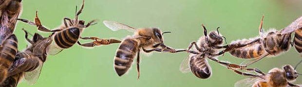 Τα μελισσάκια της ένταξης